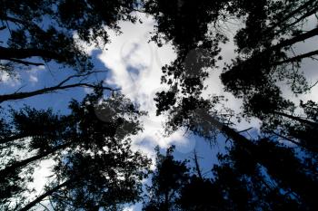 blue sky with clouds above the trees in the forest