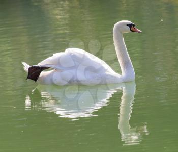 white swan on the lake