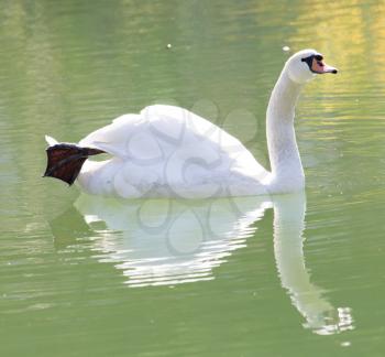 white swan on the lake