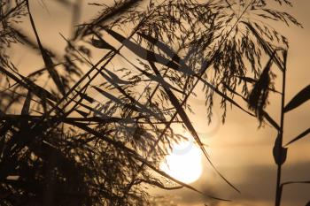 reeds at sunset