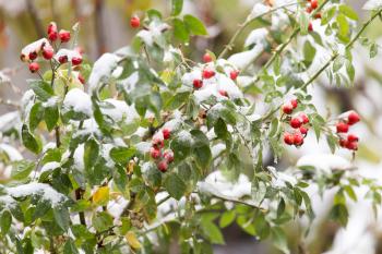 wild rose in the snow