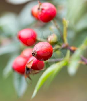 rosehips in water