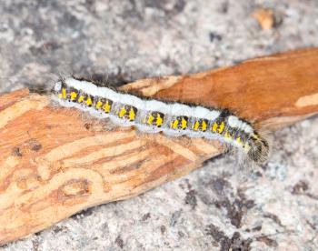 caterpillar in nature. close-up