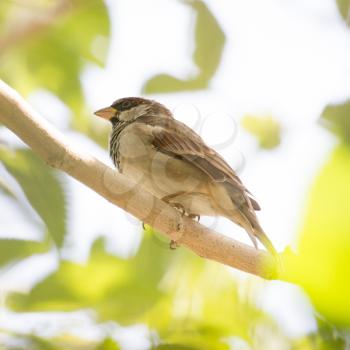 Sparrow on a tree