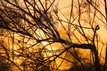 branches of a tree at sunset