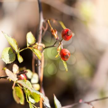 rosehips Outdoors