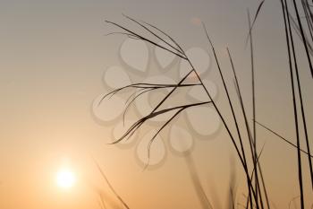 reeds at sunset in nature