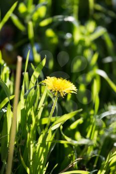 yellow dandelion in nature