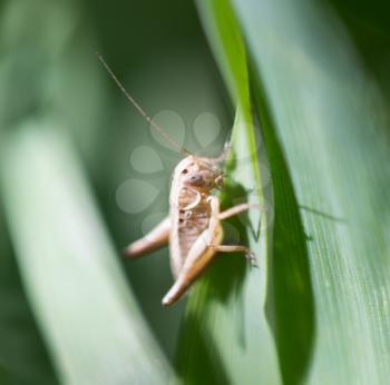 grasshopper in the grass outdoors. macro