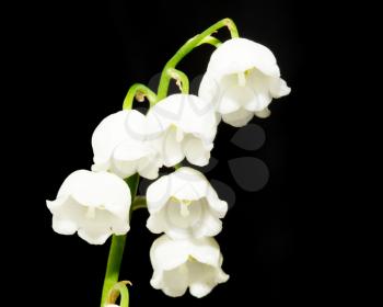 Lily of the valley on black background