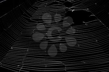 White spider's net isolated on a black background.