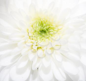 beautiful white flower