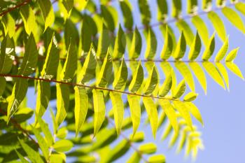 beautiful leaves on the tree