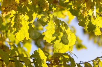 Beautiful oak leaves in autumn