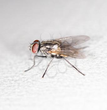 Blow fly, carrion fly, bluebottles, greenbottles, or cluster fly