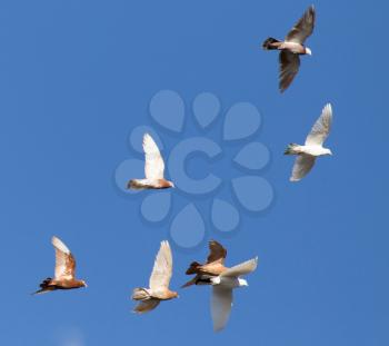 Dove in flight against blue sky