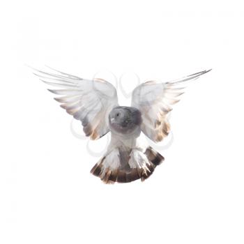 dove on white background