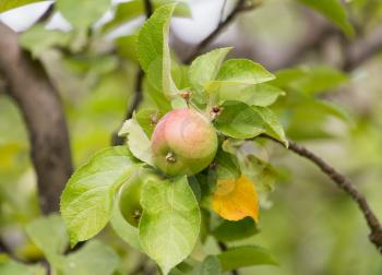 ripe apples on a tree branch