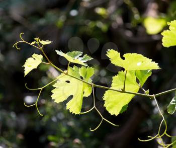 young branches of grapes on nature