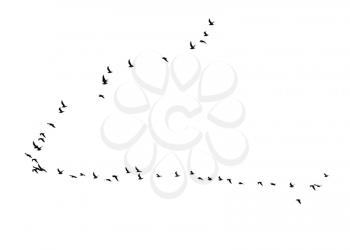 flock of birds on a white background