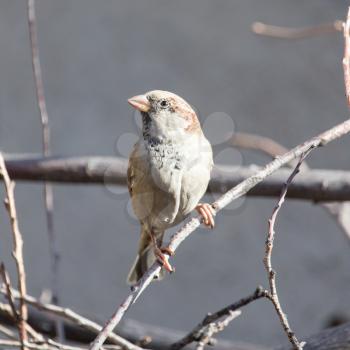 sparrow in nature