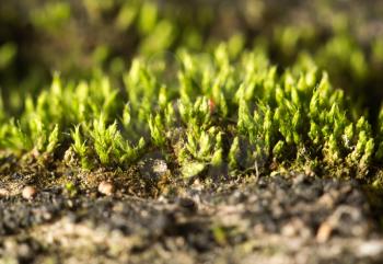 moss. close-up