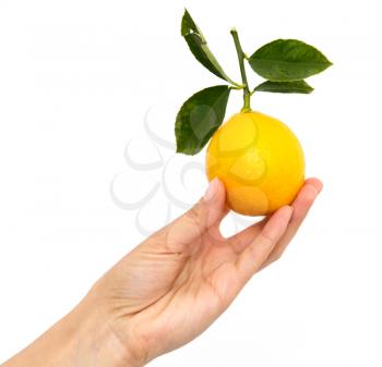 lemon in hand on white background