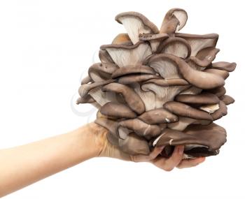 oyster mushrooms in a hand on a white background