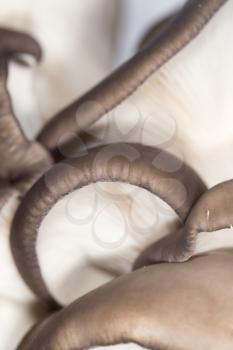 oyster mushrooms as a background. close-up