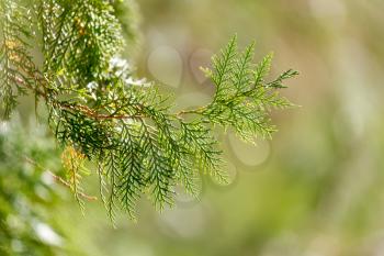 Green Hedge of Thuja Trees