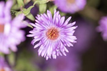 beautiful purple flower in nature