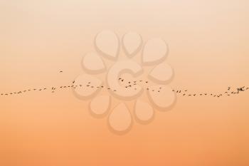 a flock of birds at sunset