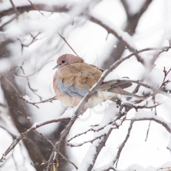 bird dove winter nature