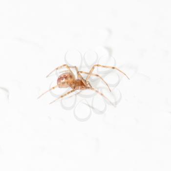 spider with water droplets on white. close-up