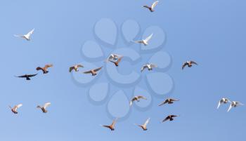 Pigeons on a background of blue sky