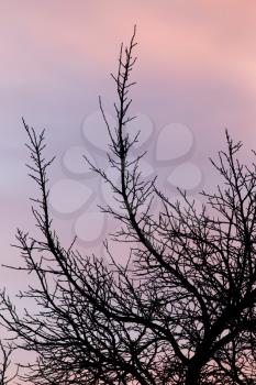 bare branches of a tree at sunset