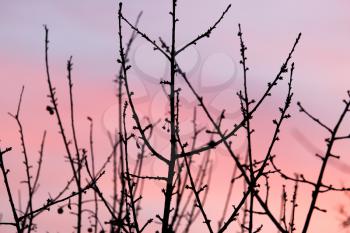 bare branches of a tree at sunset