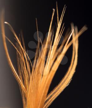 orange feather on a black background. close-up