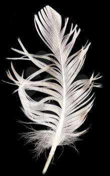 feather on a black background