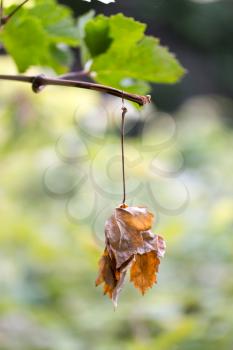 autumn leaves in nature