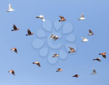 Pigeons on a background of blue sky