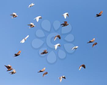 Pigeons on a background of blue sky