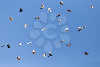 Pigeons on a background of blue sky