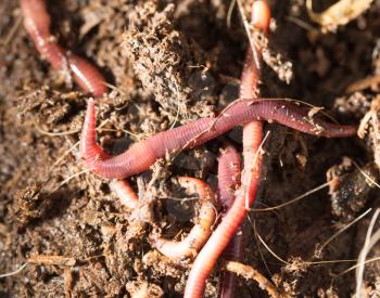 red worms in compost - bait for fishing