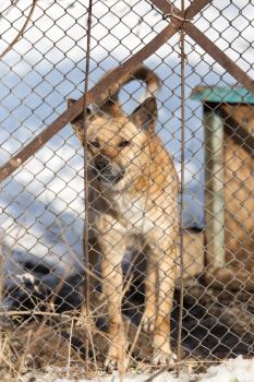 angry dog behind a fence