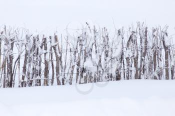 wooden fence in the snow