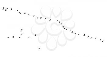 flock of birds on a white background