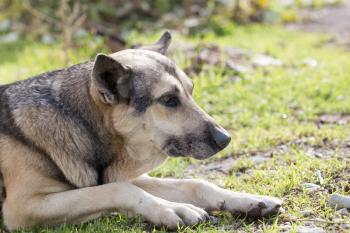 Dog Outdoors