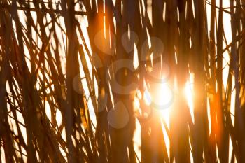 reeds at sunset in nature