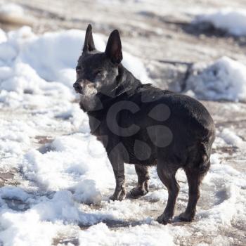 black dog on the snow